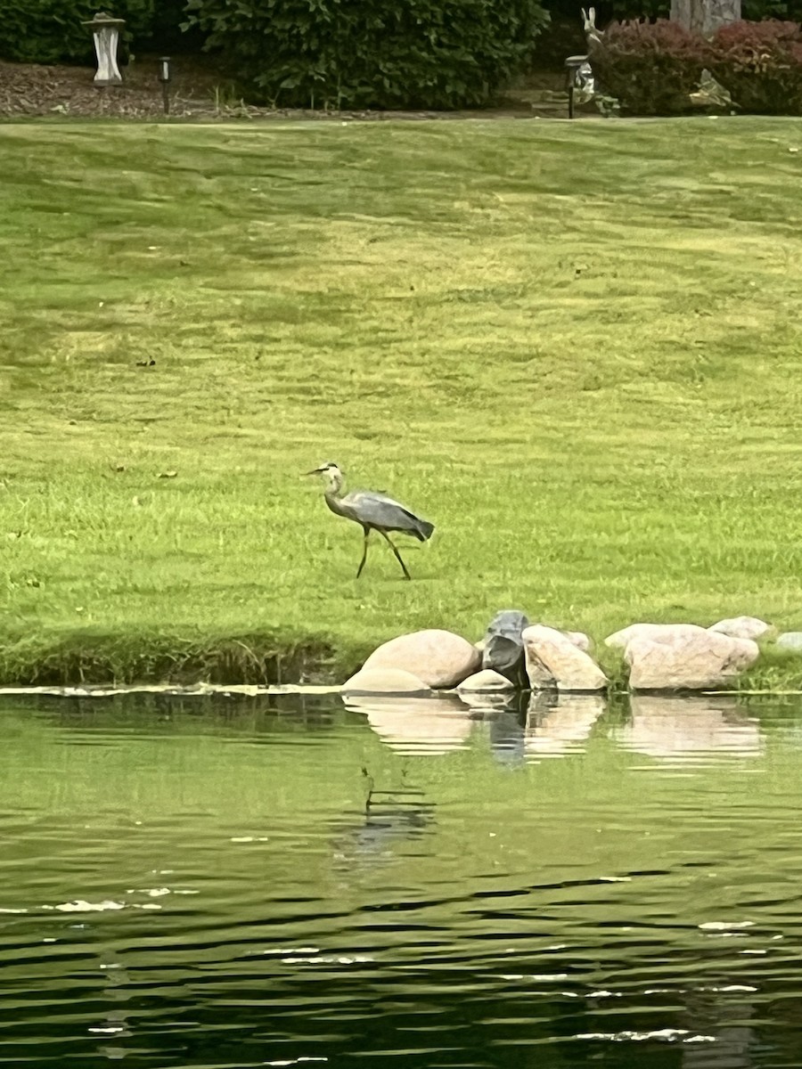 Great Blue Heron - ML620705596