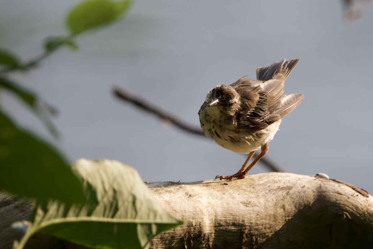 Louisiana Waterthrush - ML620705600