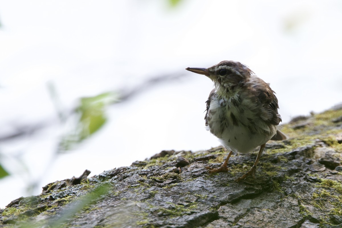 Louisiana Waterthrush - ML620705602