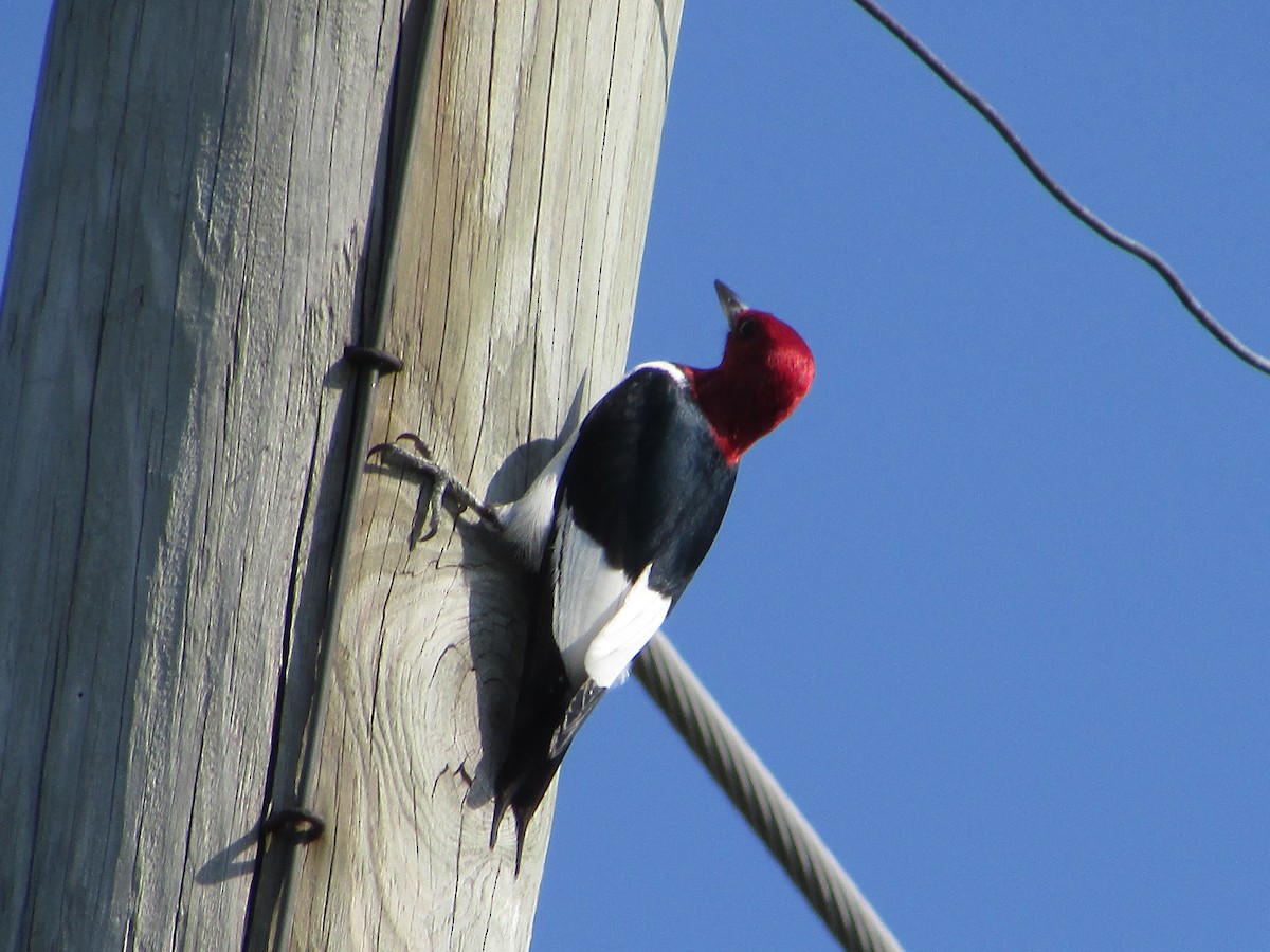 Red-bellied Woodpecker - Mark Rhodes