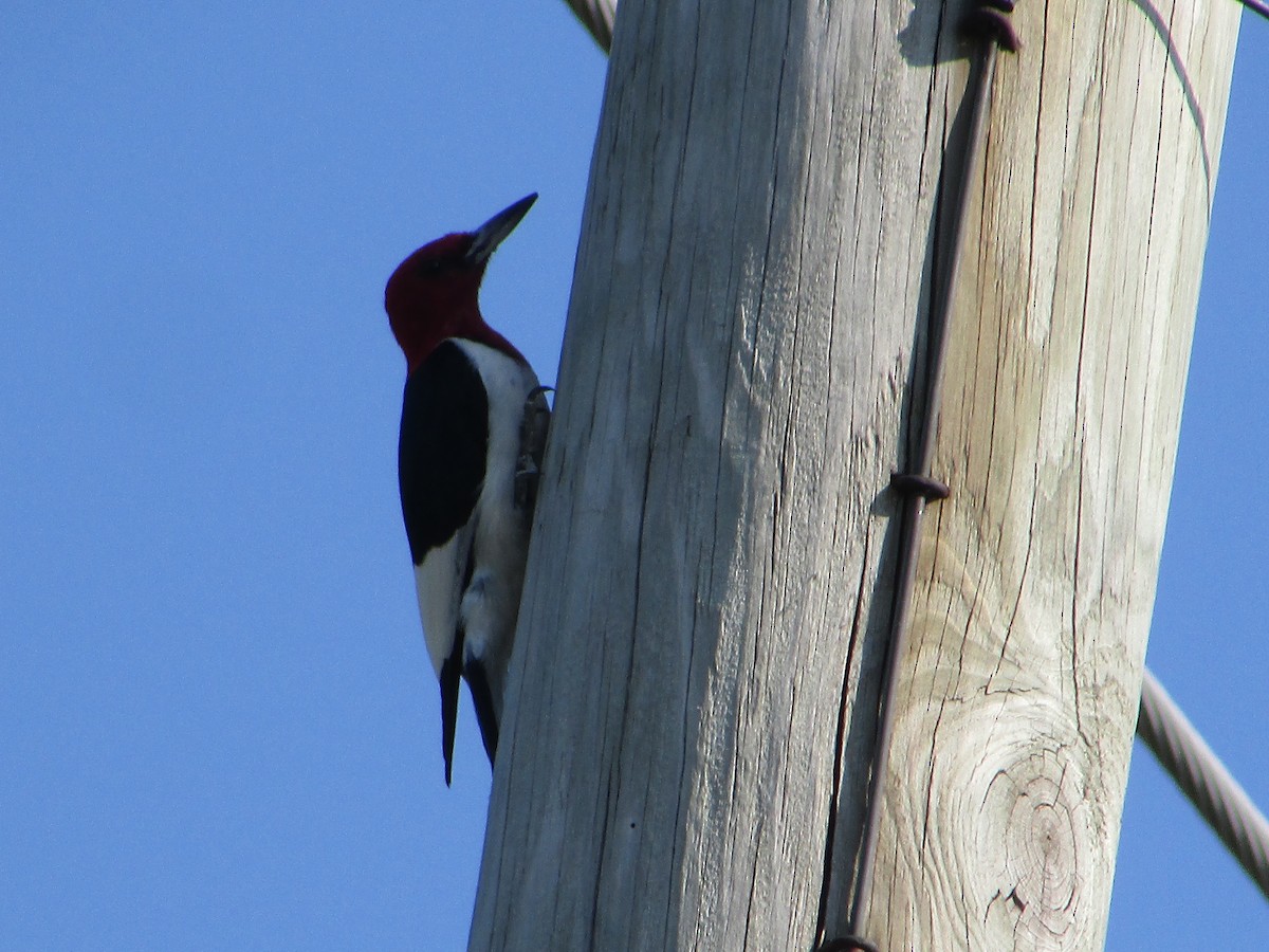 Red-bellied Woodpecker - ML620705604