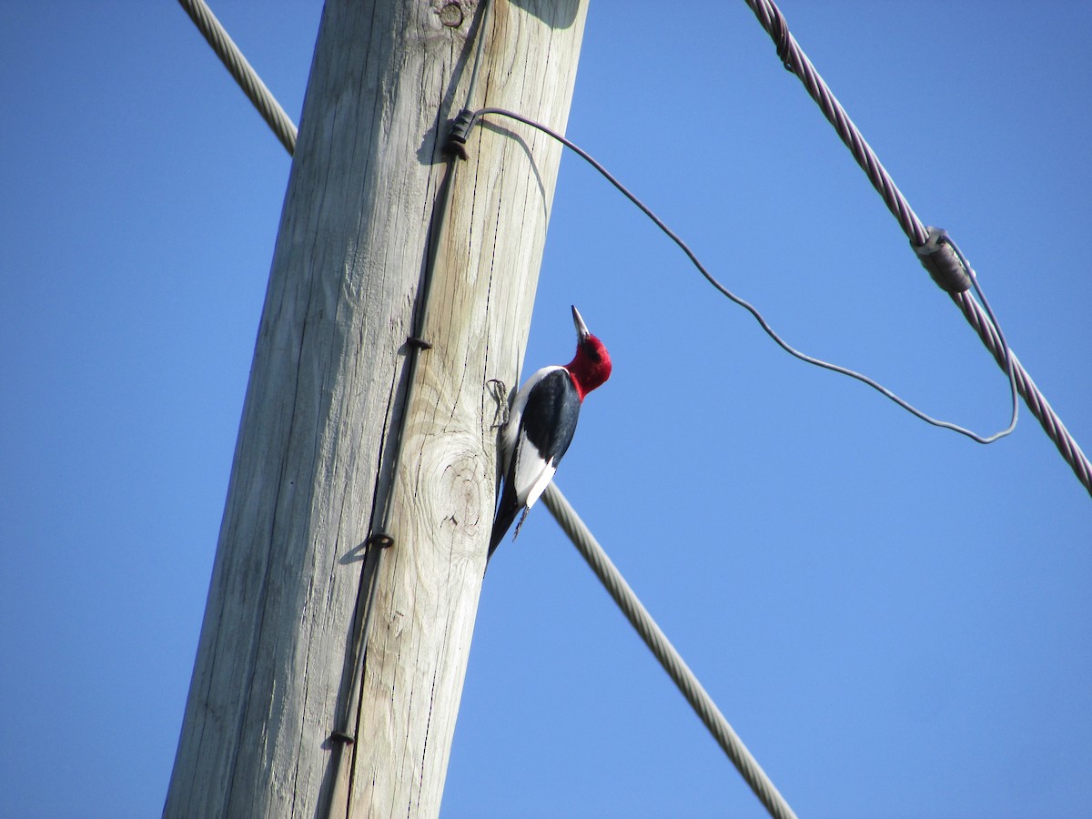 Red-bellied Woodpecker - ML620705605