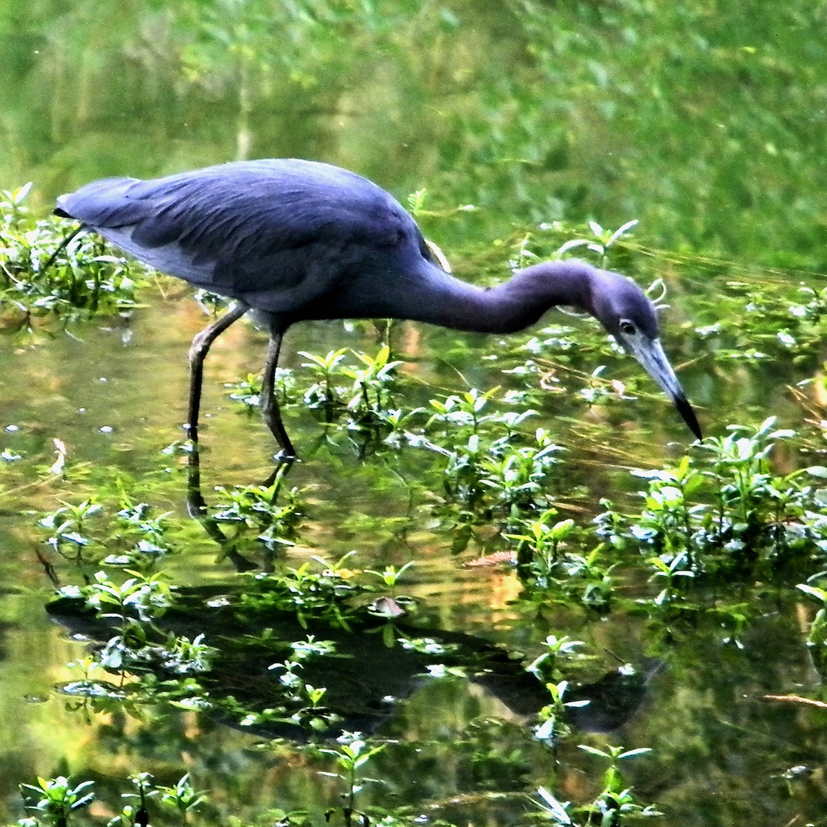 Little Blue Heron - ML620705606