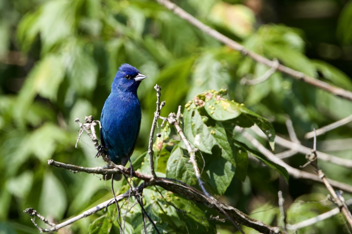 Indigo Bunting - ML620705607