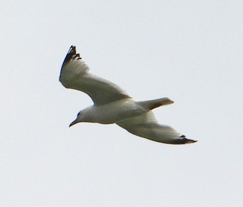 Herring Gull - ML620705608