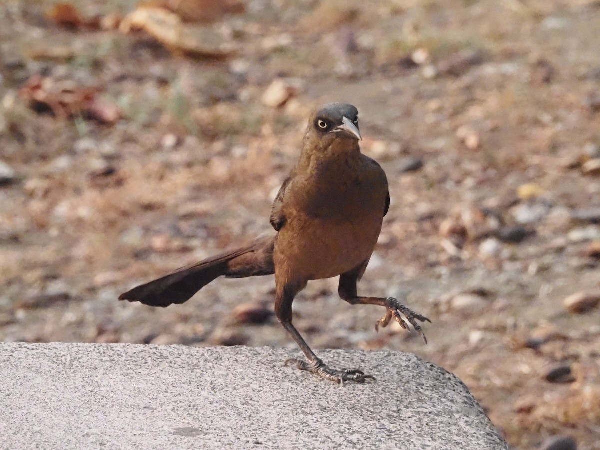 Great-tailed Grackle - ML620705610