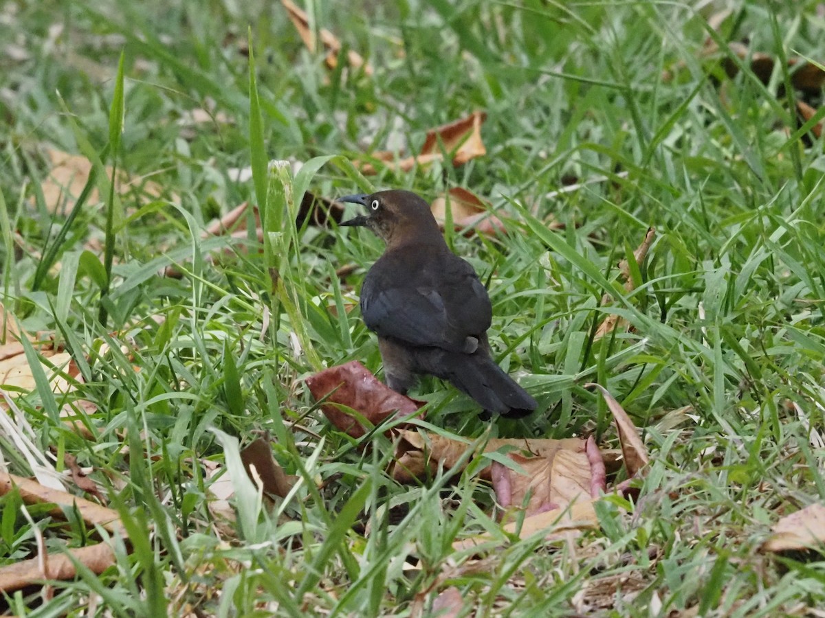 Great-tailed Grackle - ML620705612