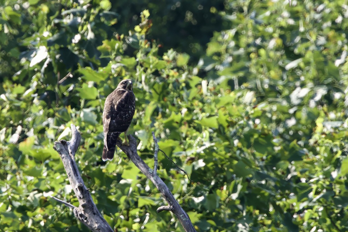 Red-shouldered Hawk - ML620705613