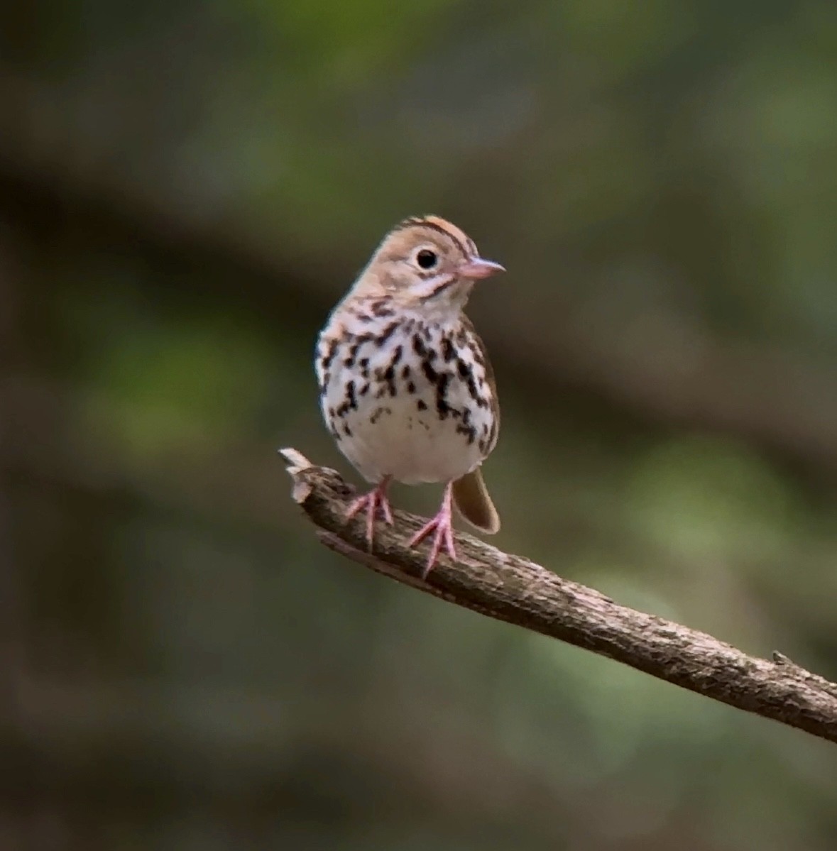 Ovenbird - ML620705614