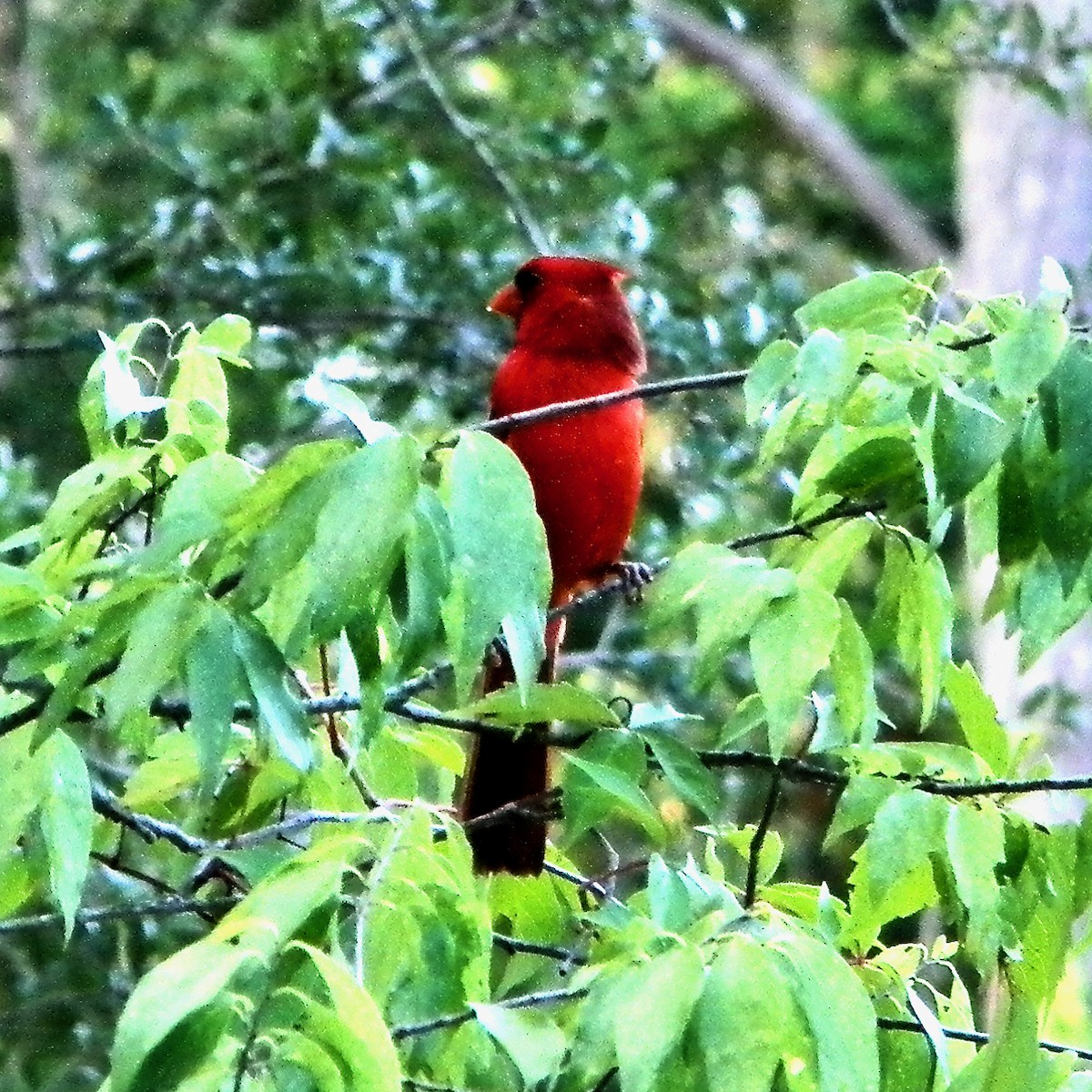 Northern Cardinal - ML620705616