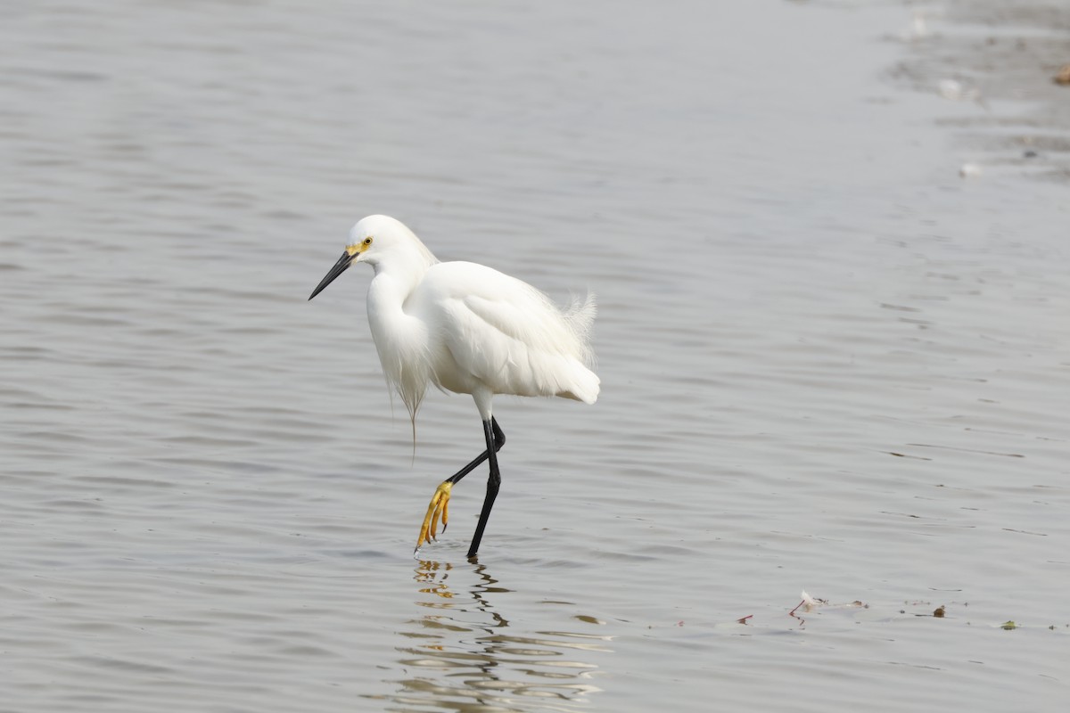 Snowy Egret - ML620705618