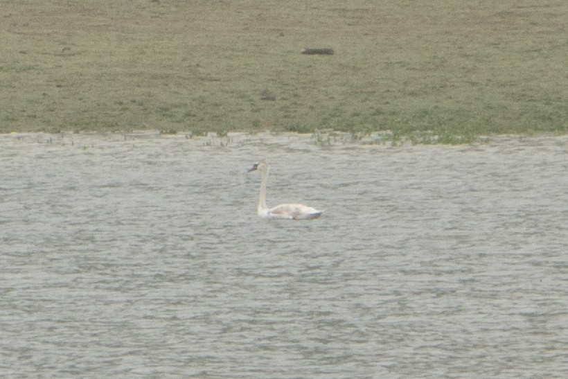 Mute Swan - ML620705619