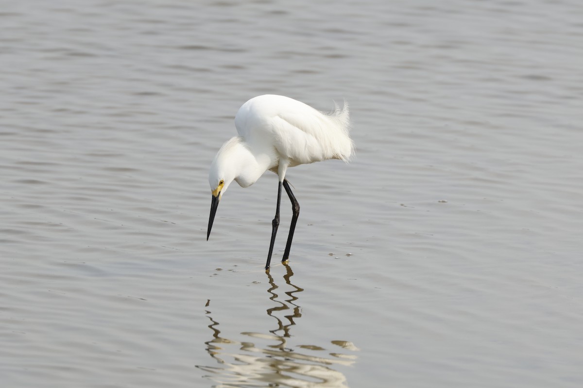 Snowy Egret - ML620705620