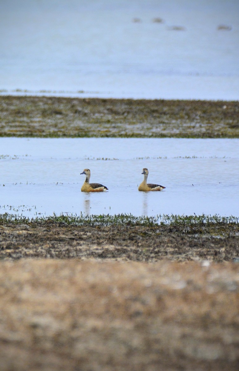 Lesser Whistling-Duck - ML620705621