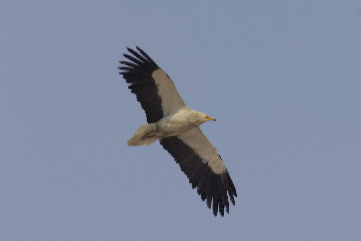 Egyptian Vulture - ML620705623