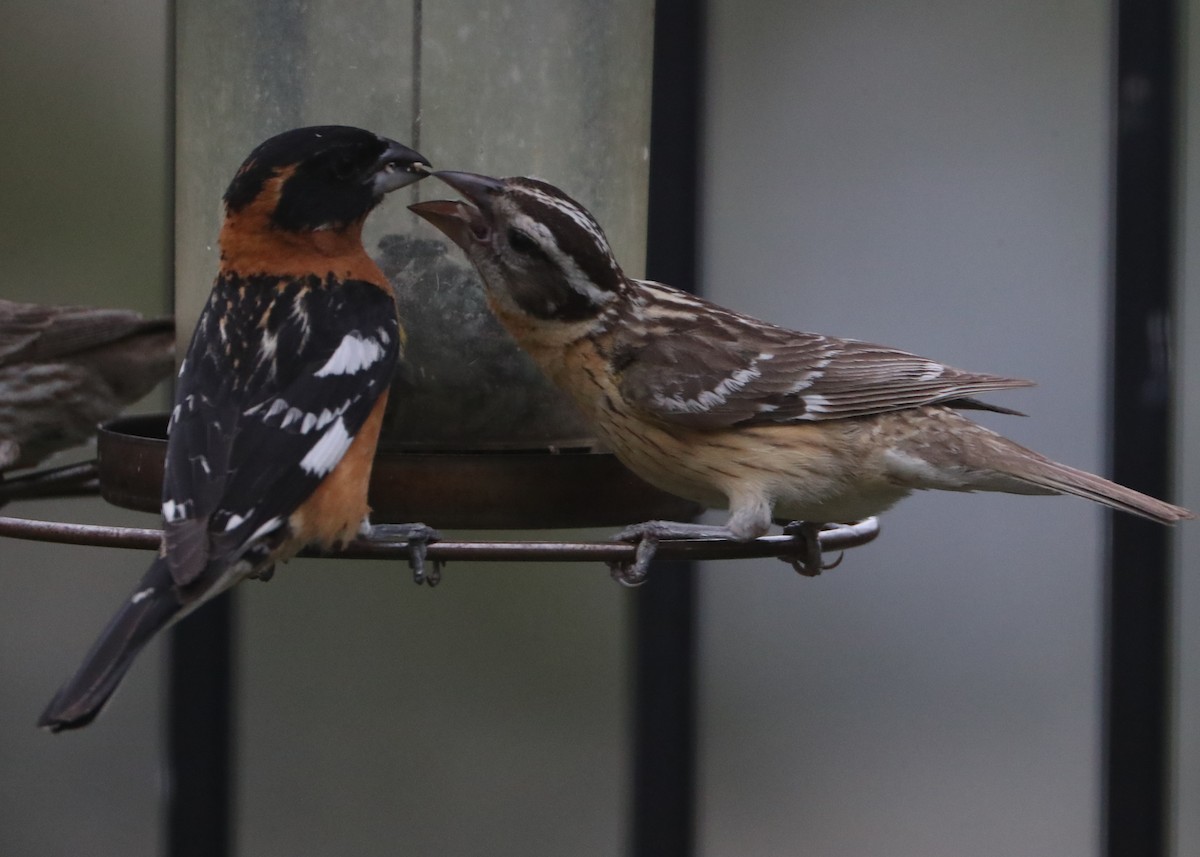 Black-headed Grosbeak - ML620705624