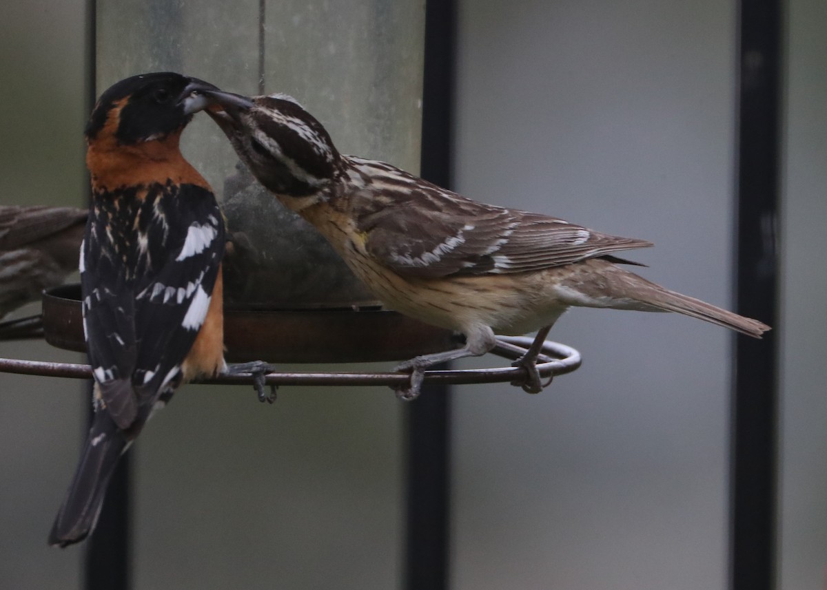 Black-headed Grosbeak - ML620705625