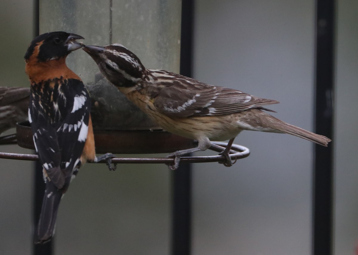 Black-headed Grosbeak - ML620705626