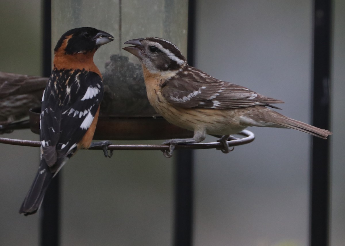 Black-headed Grosbeak - ML620705627