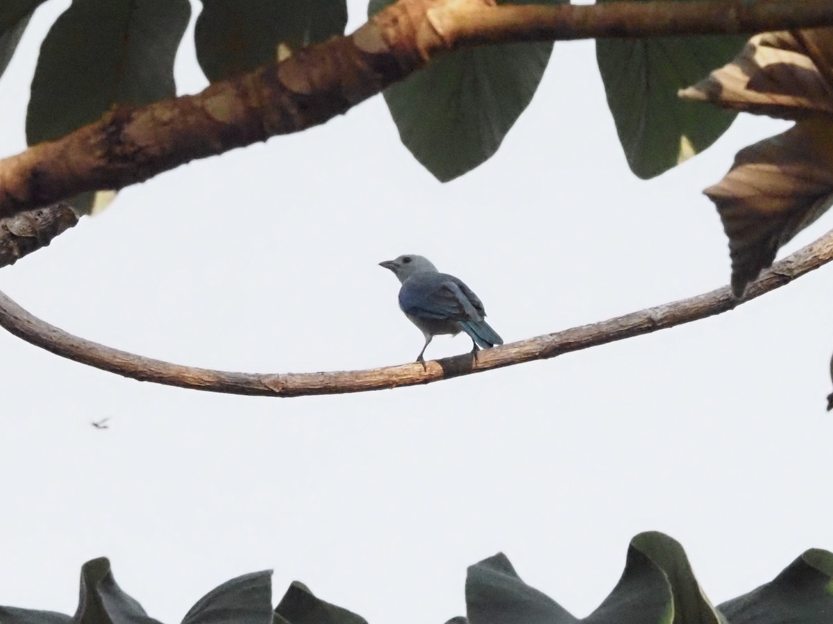 Blue-gray Tanager - ML620705628