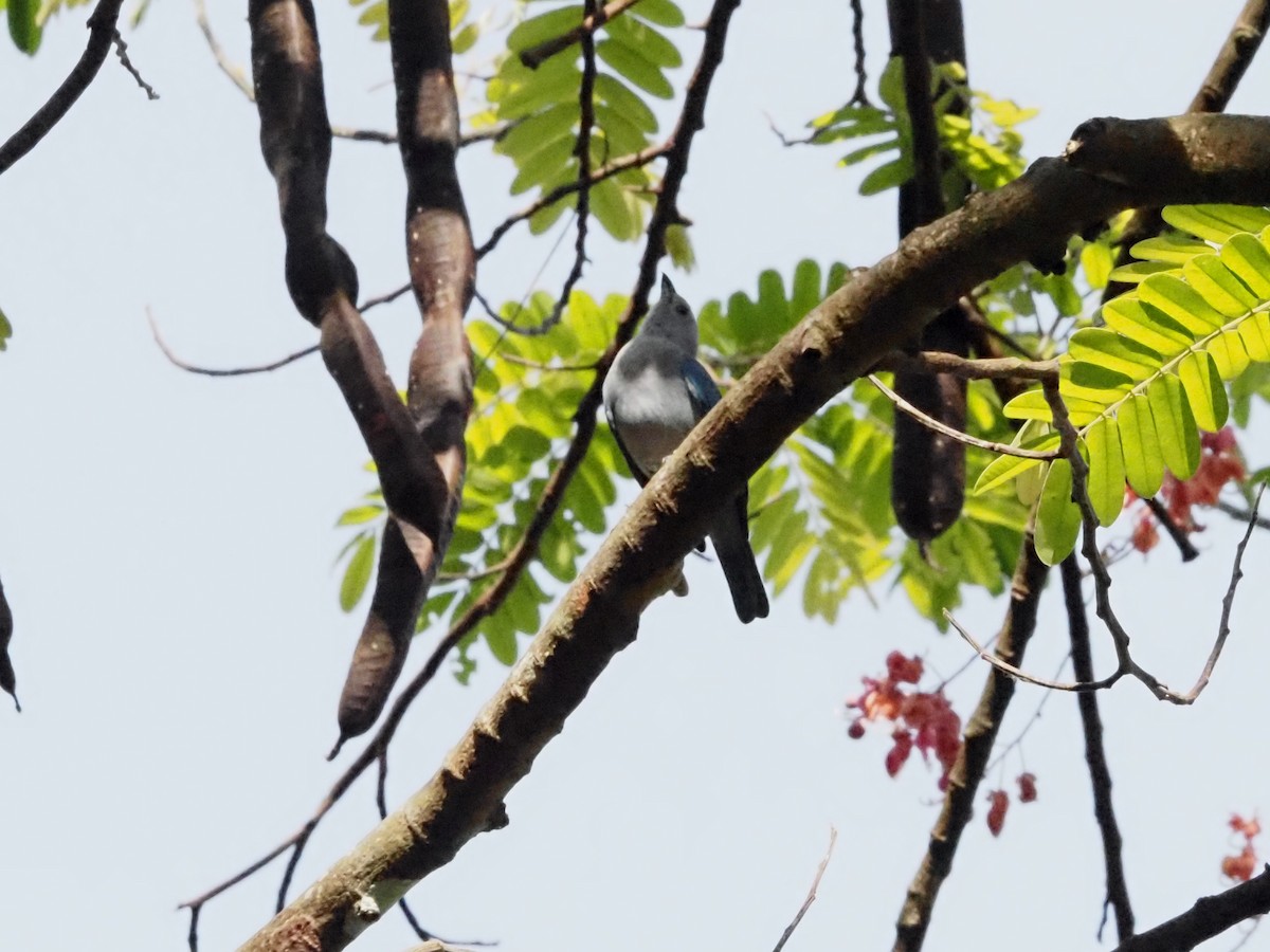 Blue-gray Tanager - ML620705629