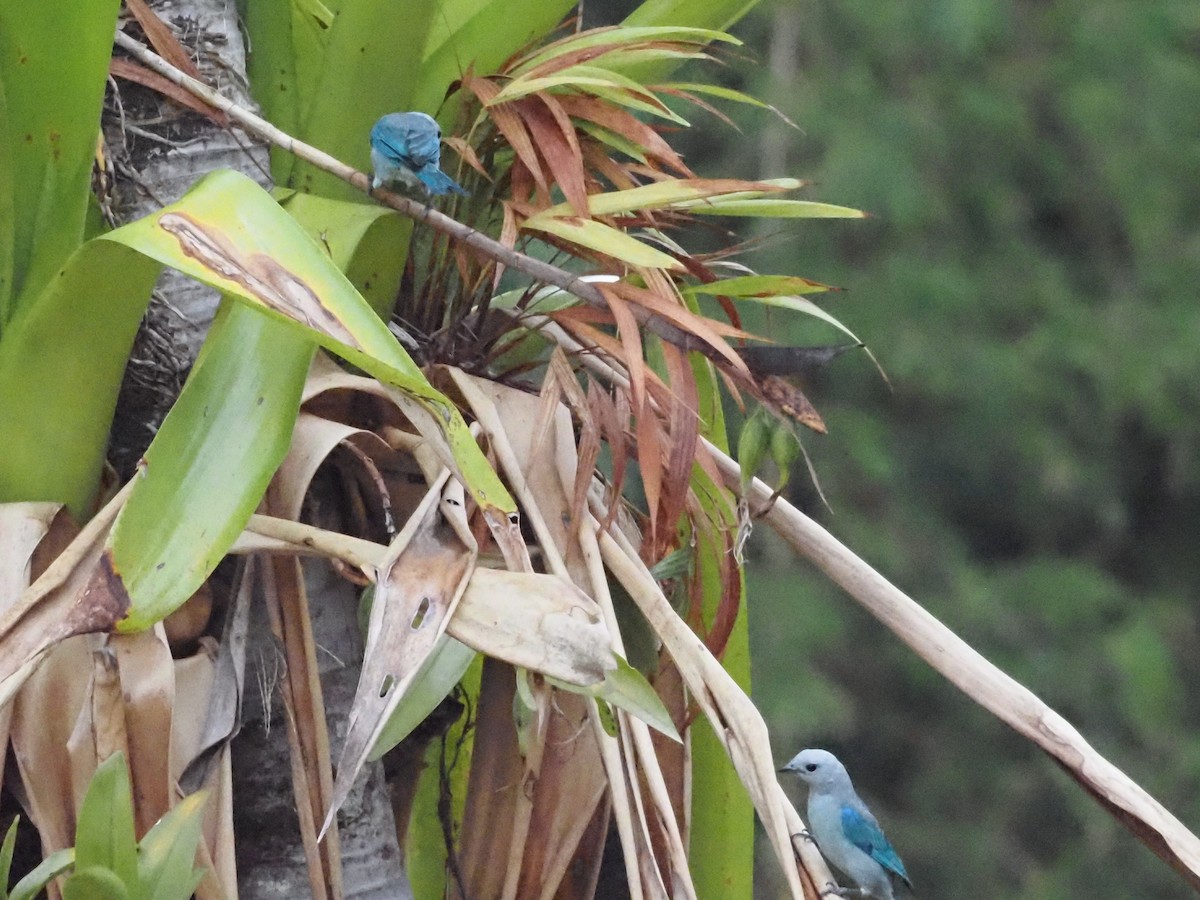 Blue-gray Tanager - ML620705631