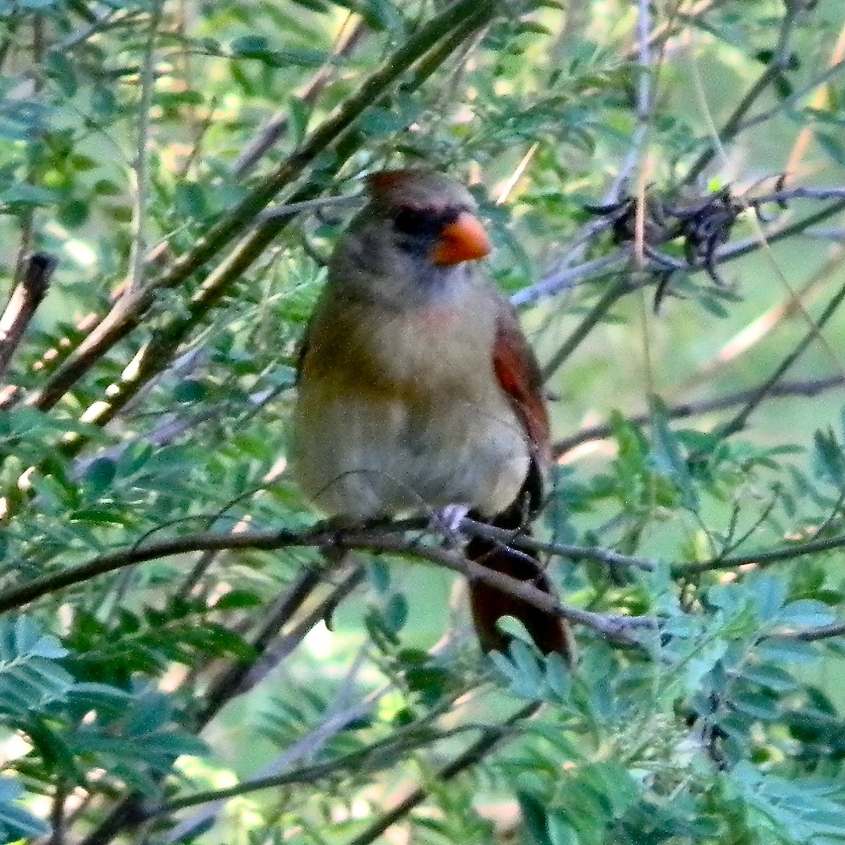 Cardinal rouge - ML620705632