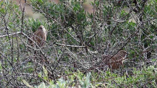 Tibetan Babax - ML620705633