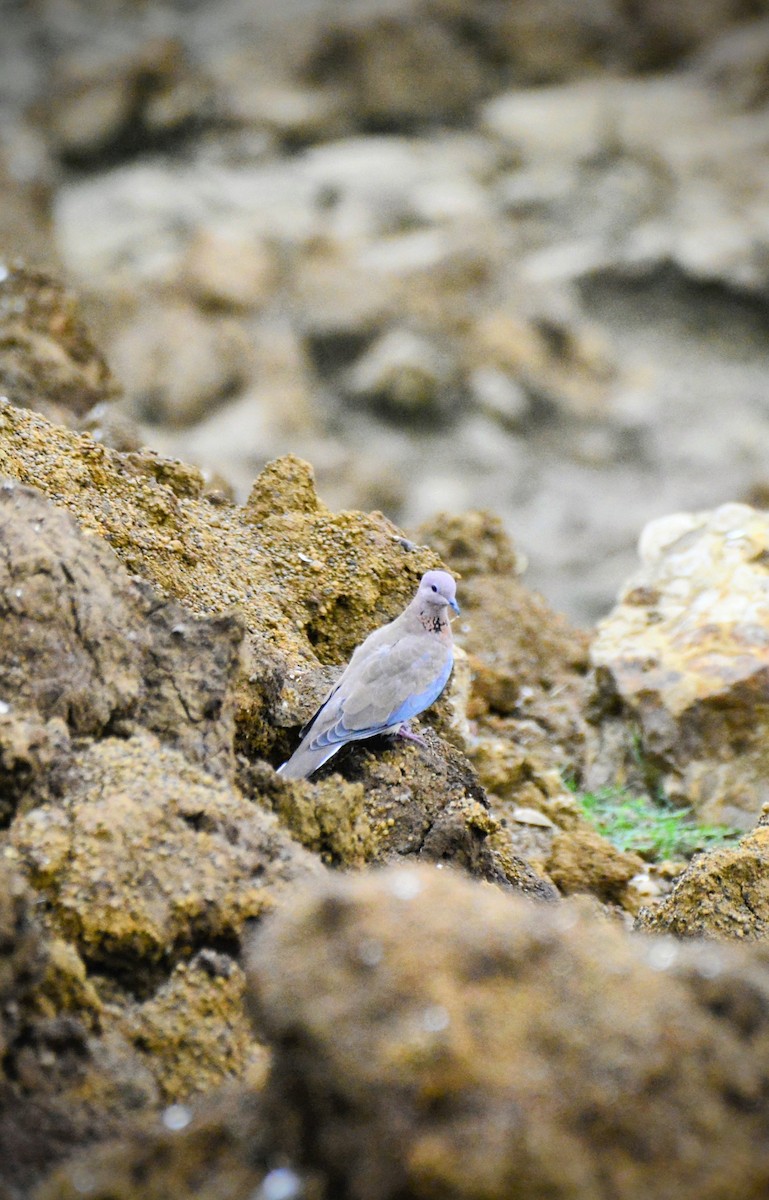 Laughing Dove - ML620705635