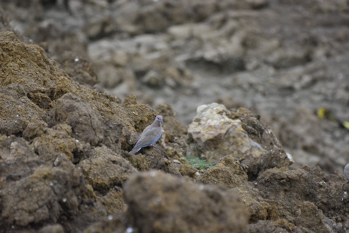 Laughing Dove - ML620705636