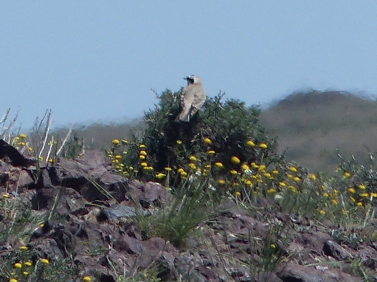 Horned Lark (Black-necklaced) - ML620705639