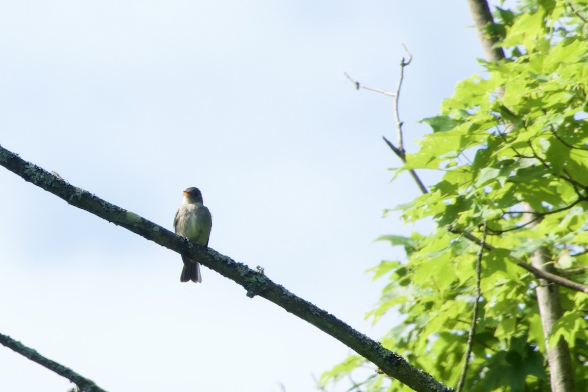 Eastern Wood-Pewee - ML620705640