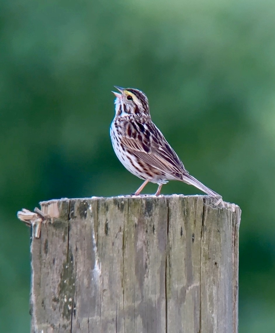 Savannah Sparrow - ML620705647