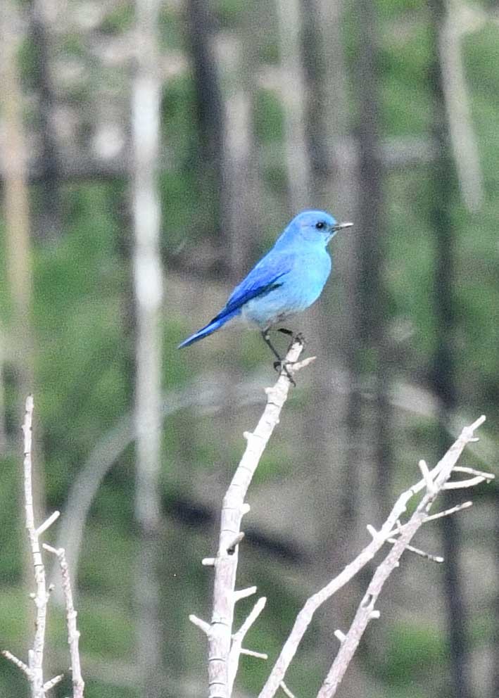 Mountain Bluebird - ML620705648