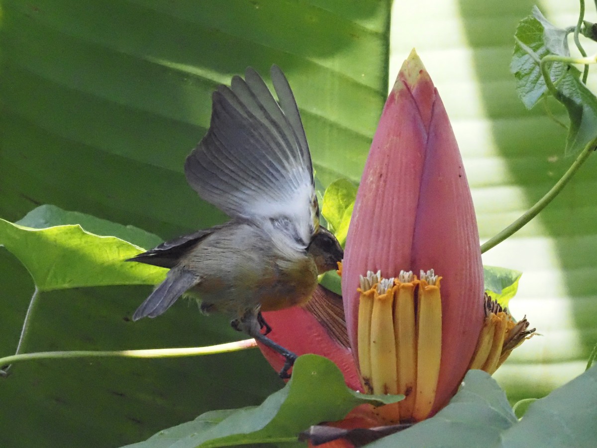 Bananaquit - ML620705651