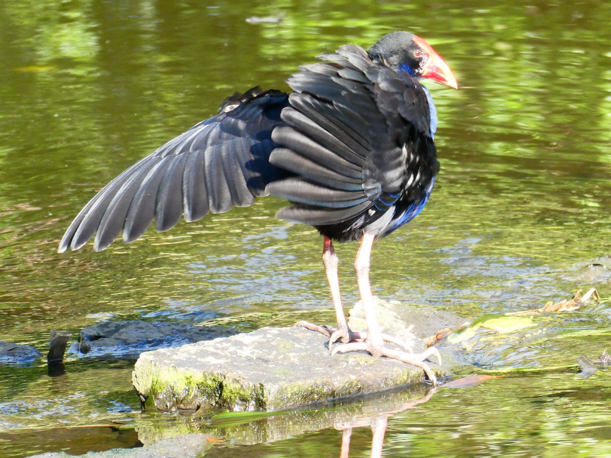 Australasian Swamphen - ML620705653