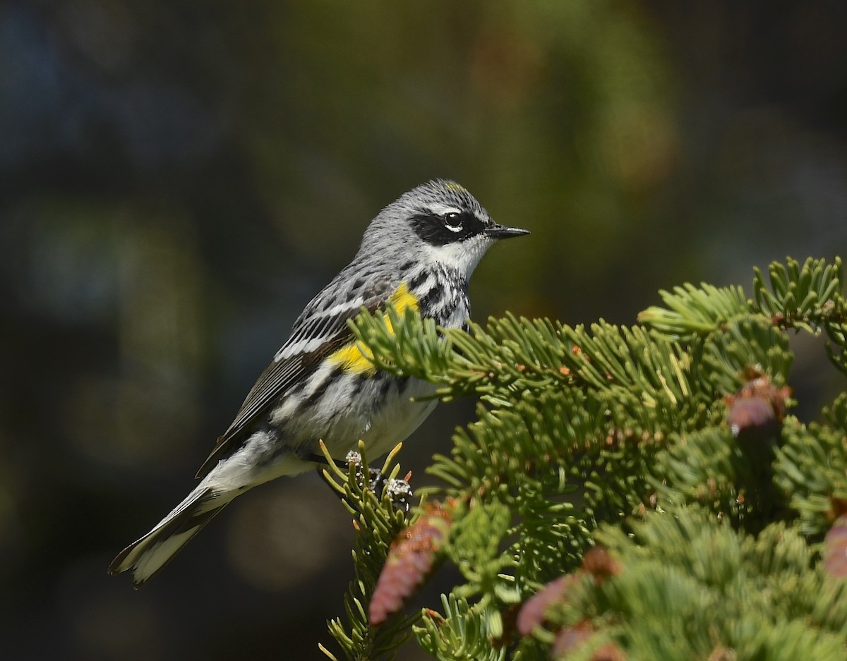 Yellow-rumped Warbler - ML620705654