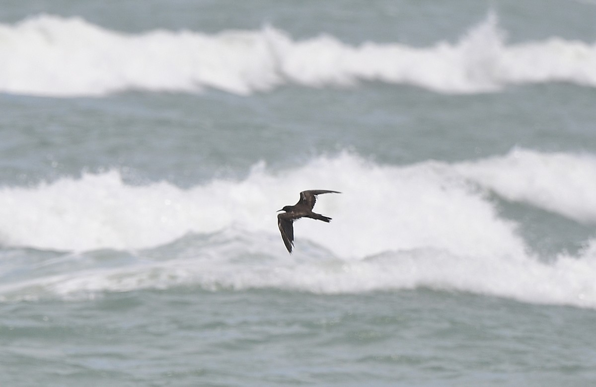 Brown Noddy - ML620705655