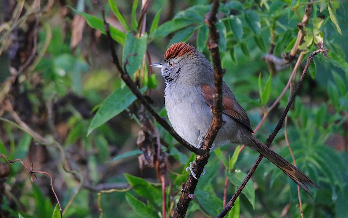 Sooty-fronted Spinetail - ML620705658