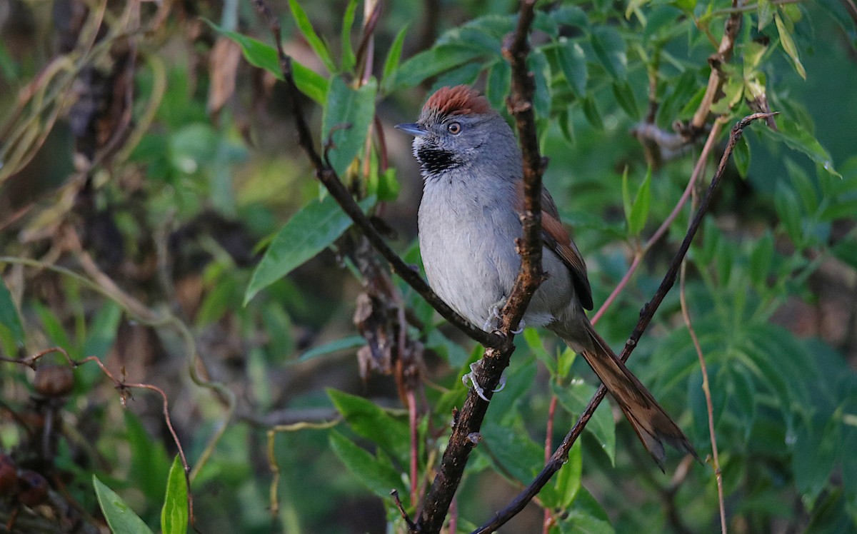 Sooty-fronted Spinetail - ML620705659