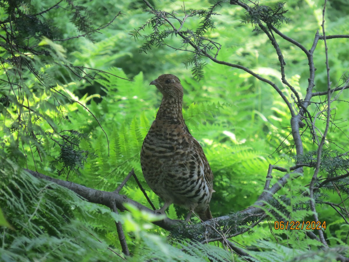 Ruffed Grouse - ML620705663