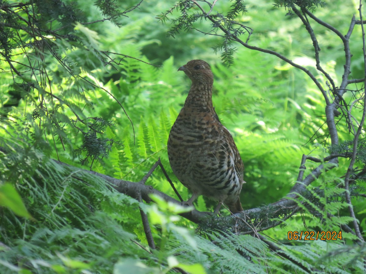 Ruffed Grouse - ML620705664