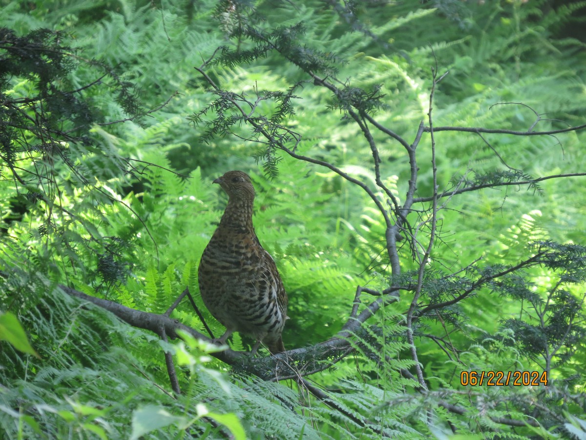 Ruffed Grouse - ML620705666