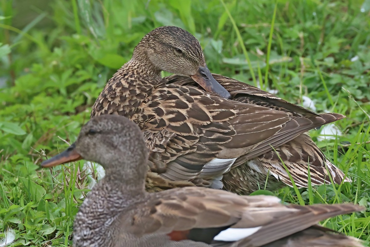 Gadwall - ML620705667