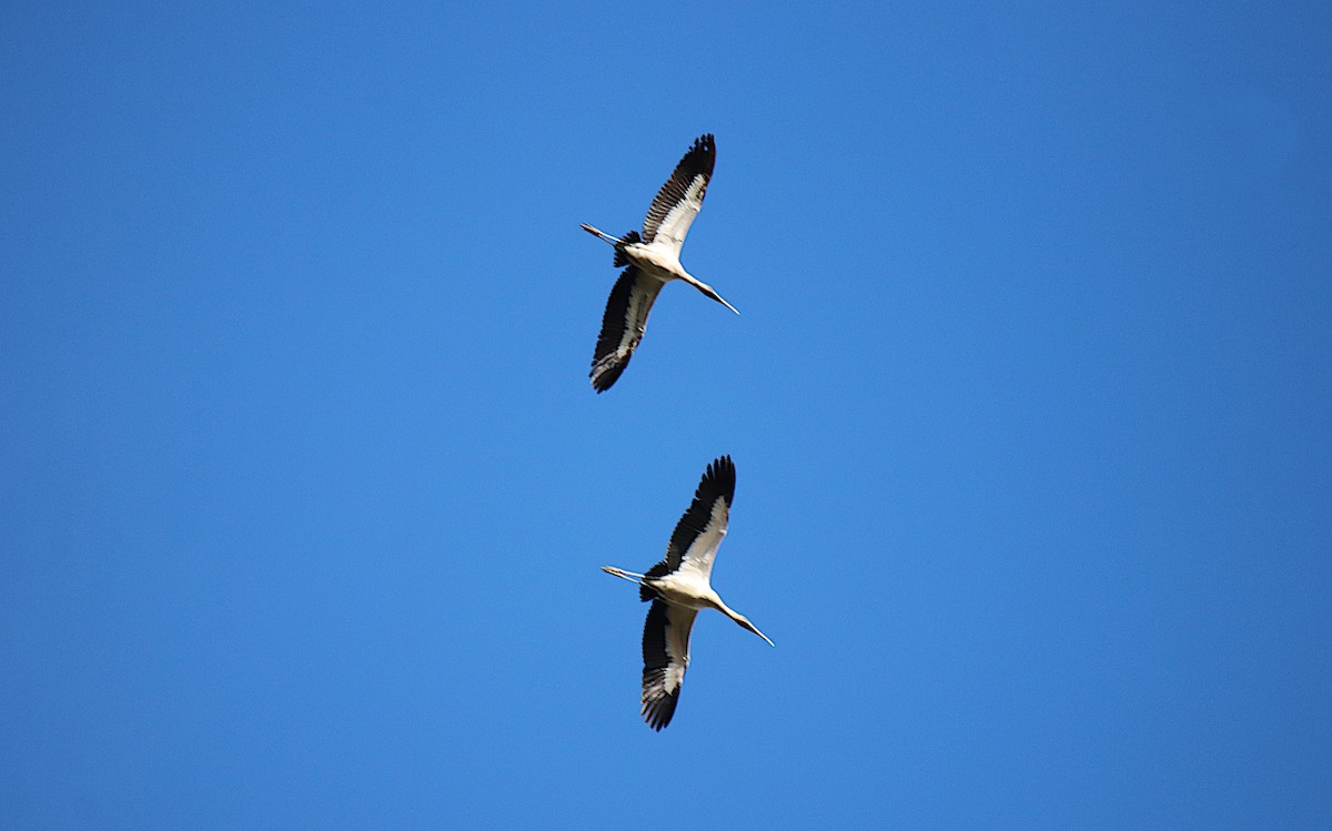 Wood Stork - ML620705668