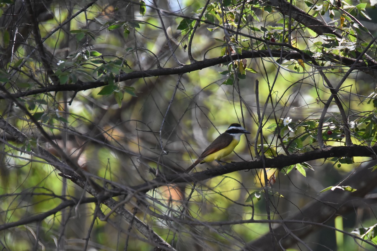 Great Kiskadee - ML620705669