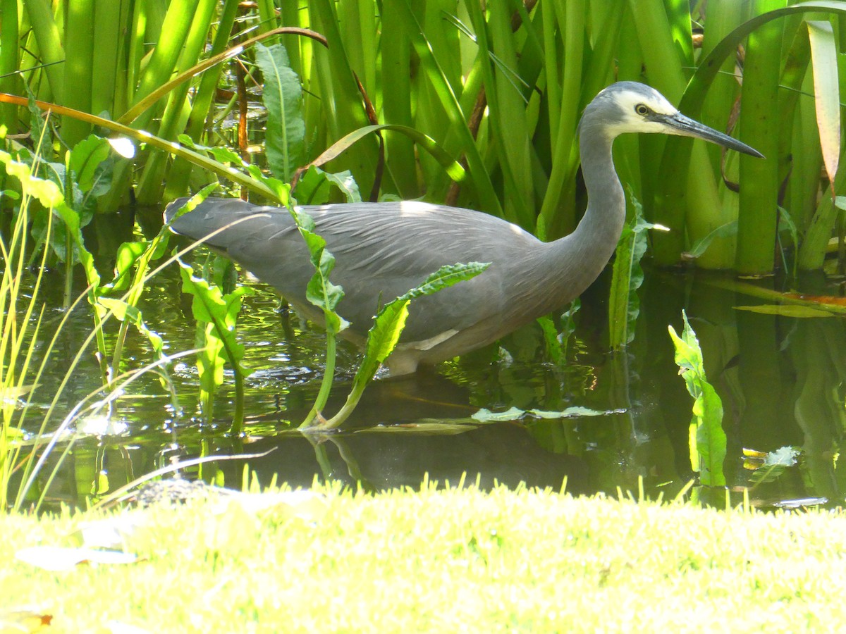 White-faced Heron - ML620705670