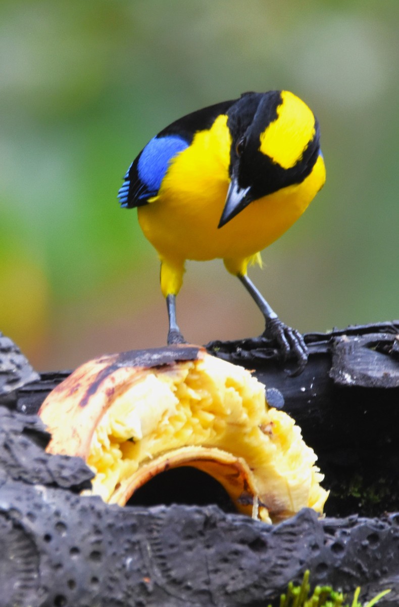 Blue-winged Mountain Tanager - ML620705671