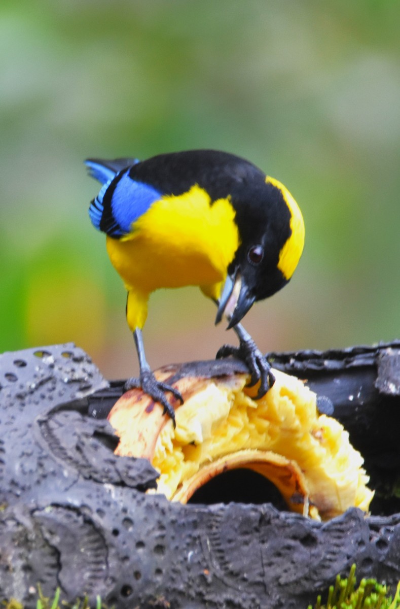 Blue-winged Mountain Tanager - ML620705672