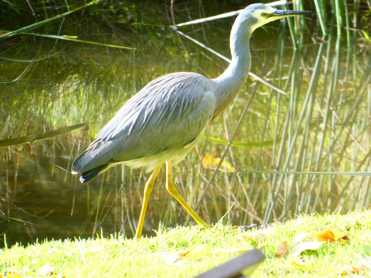 White-faced Heron - ML620705677